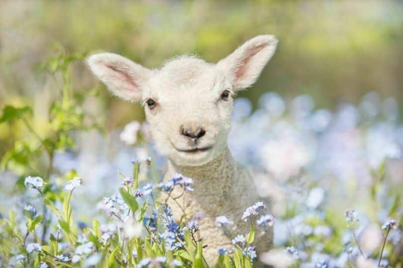 Geitje in de lente